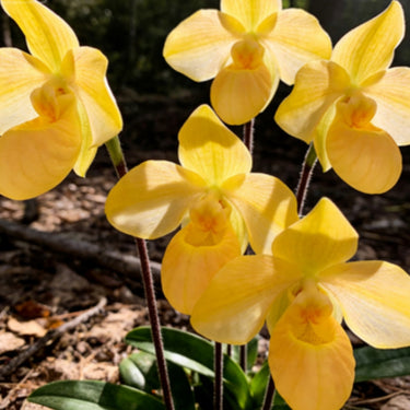 Paphiopedilum Seeds-Venustum