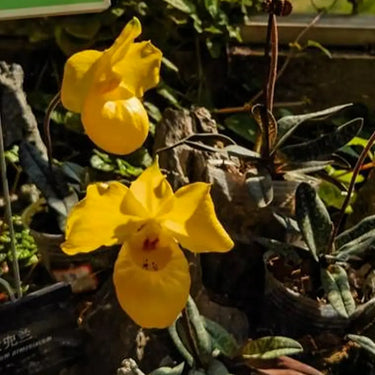 Paphiopedilum Seeds-Micranthum