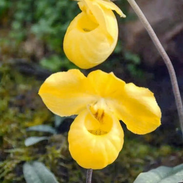 Paphiopedilum Seeds-Micranthum