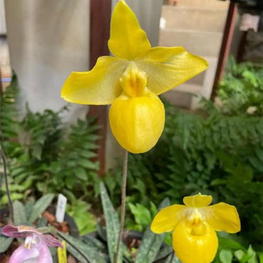 Paphiopedilum Seeds-Venustum