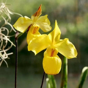 Paphiopedilum Seeds-Venustum