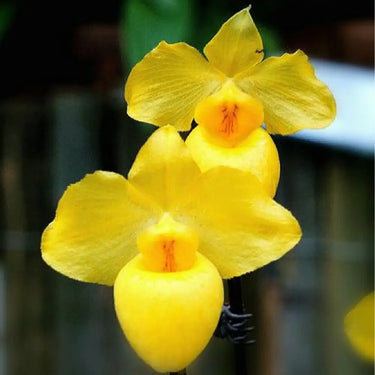 Paphiopedilum Seeds-Venustum