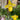 Semillas de Paphiopedilum - Venustum