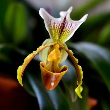 Paphiopedilum Villosum Seeds - White Bronze Apricot Orange