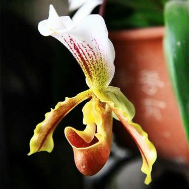 Paphiopedilum Villosum Seeds - White Bronze Apricot Orange