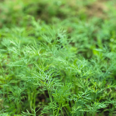 Parsley Green Dream