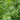 Parsley Green Dream