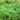 Parsley Green Dream