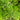 Parsley Green Dream