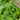 Parsley Green Dream