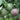 Graines de fleur de fruit de la passion pour la plantation