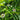Graines de fleur de fruit de la passion pour la plantation