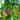 Graines de fleur de fruit de la passion pour la plantation