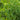 Pea Karina Organic