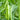 Pea Karina Organic