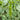 Pea Karina Organic
