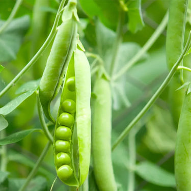 Pea Karina Organic