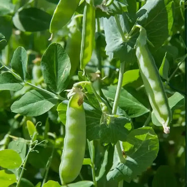 Pea Karina Organic