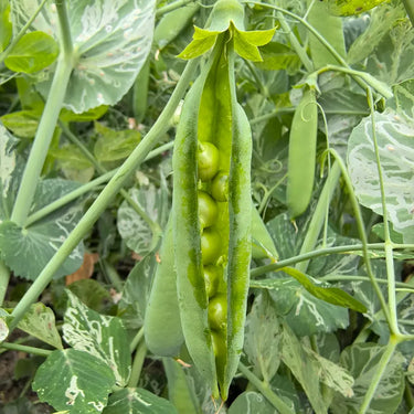 Pea Karina Organic