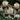 Rare Iris Seeds-Pearl Mist