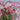 Fountain Grass Seeds - ornamental grass reference image