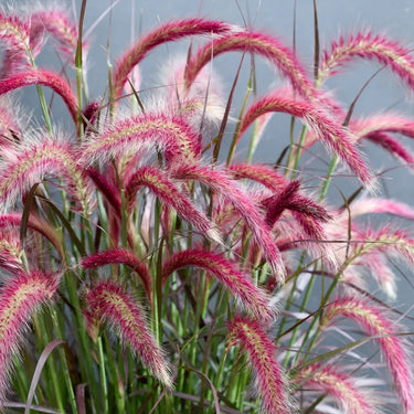 Fountain Grass Seeds - ornamental grass reference image