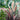 Fountain Grass Seeds - ornamental grass reference image