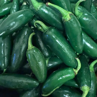 Pepper, Hot Jalapeno, Pot-a-Peño Hybrid
