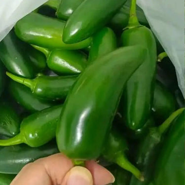 Pepper, Hot, Poblano (Ancho)