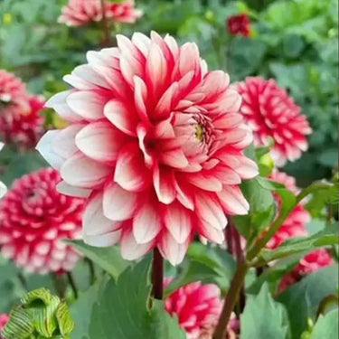 Perennial Dahlia Pompon Flower Seeds-Pink-Red