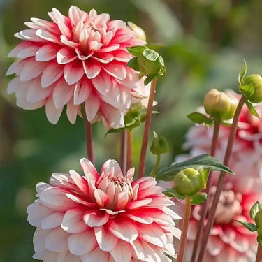 Perennial Dahlia Pompon Flower Seeds-Pink-Red