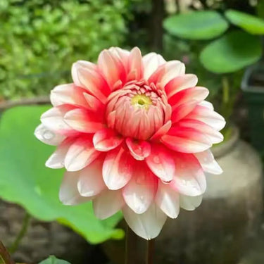 Perennial Dahlia Pompon Flower Seeds-Pink-Red