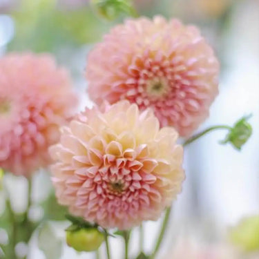 Perennial Dahlia Pompon Flower Seeds – Flesh Pink