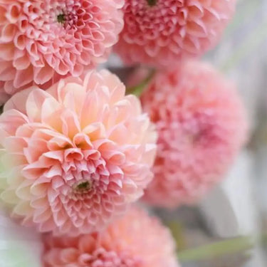 Perennial Dahlia Pompon Flower Seeds – Flesh Pink