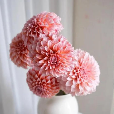 Perennial Dahlia Pompon Flower Seeds – Flesh Pink