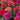Perennial Dahlia Pompon Flower Seeds – Mixed Colors