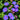 Perennial Morning Glory Seeds-Convolvulus Arvensis
