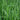 Perennial Ryegrass Seed