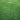 Perennial Ryegrass Seed