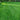 Perennial Ryegrass Seed