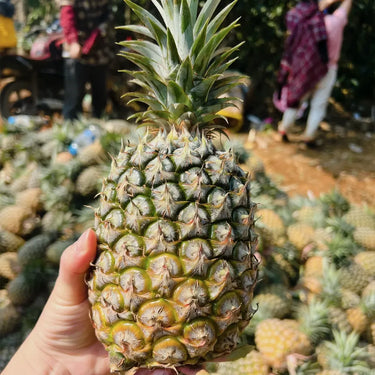 Perfume Pineapple