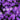 Phlox Seeds-Creeping Phlox (Purple Carpet)