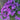 Phlox Seeds-Creeping Phlox (Purple Carpet)