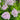Phlox Seeds-Moonlight (Pale Yellowish White)
