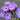 Phlox Seeds-Neon