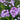 Phlox Seeds-Neon