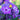 Phlox-Samen – Neon