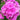 Phlox-Samen – violett blühender Phlox
