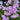 Phlox Seeds-Striped Phlox (Pink-Purple)