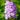 Phlox Seeds-Striped Phlox (Pink-Purple)